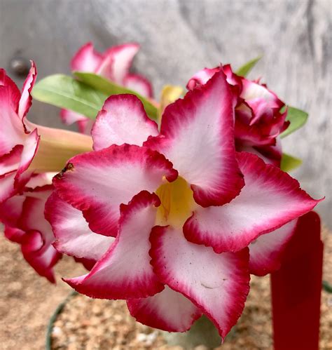 Adenium Desert Rose Bare Roots Perennial Resistant Flower Yellow Red Potted Rare