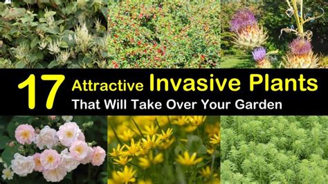 17 Attractive Invasive Plants That Will Take Over Your Garden 2022