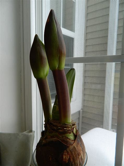 Find the flowers and gifts that jackson, nj residents will love. Kimberly L. Jackson - New Jersey Gardens - Growing flowers ...