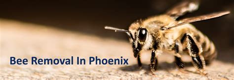 Call us phoenix pest & termite control today to assess the size and growth of your bee or wasp infestation in phoenix, tucson or mohave county, arizona. Phoenix Bee Removal | Varsity Termite And Pest Control