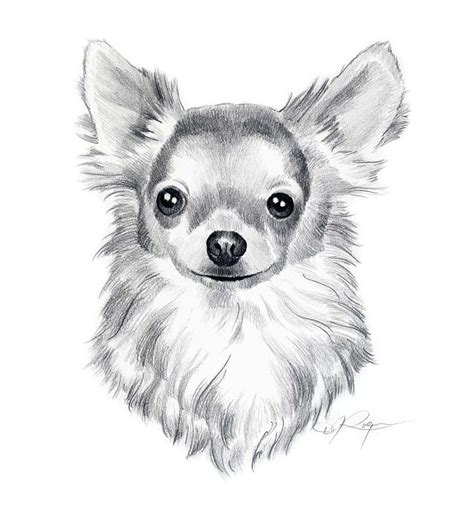 Long Coat Chihuahua Dog Pencil Drawing Art Print By Artist D J Etsy