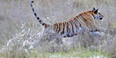 Bandhavgarh National Park India Tiger Reserve Safari Tours