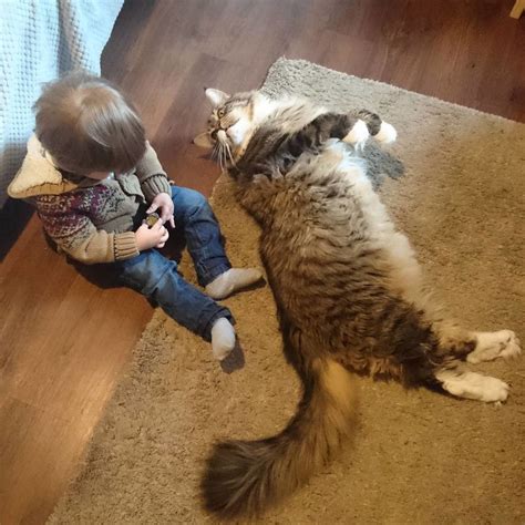 Worlds Biggest Maine Coon Watches Over His Tiny Brother Love Meow