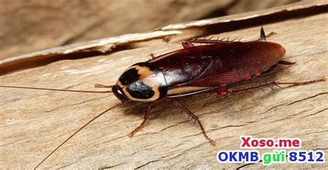 If you're reading this, it's probably because you are having a problem with some unwanted pest and you're trying to. Ghim của Lan Anh trên Xoso.me | Côn trùng