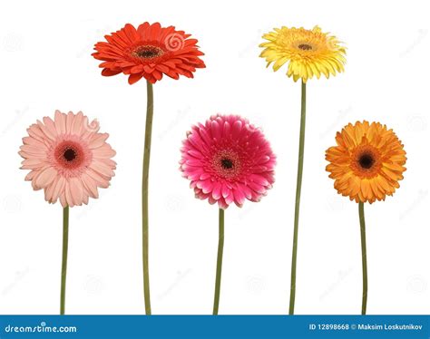 Five Flowers Stock Photo Image Of Bloom Green Daisy 12898668