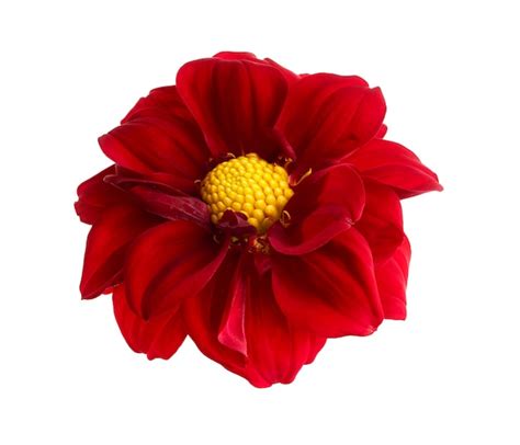 Premium Photo Dahlia Flower Red Dahlia Flower Isolated On White