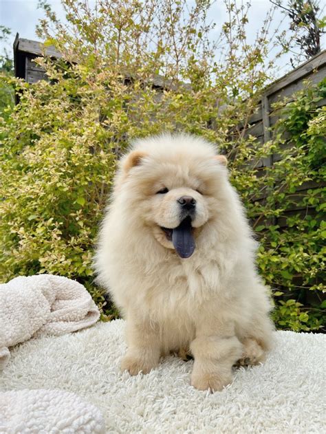 Forever Chow Chow Forever Puppy