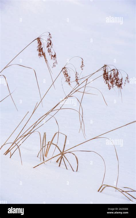 Marsh Reeds Protruding From The Snow Greater Sudbury Ontario Canada