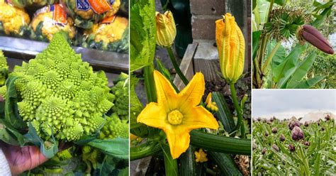 20 Flowers That Are Vegetables Flowers You Can Cook