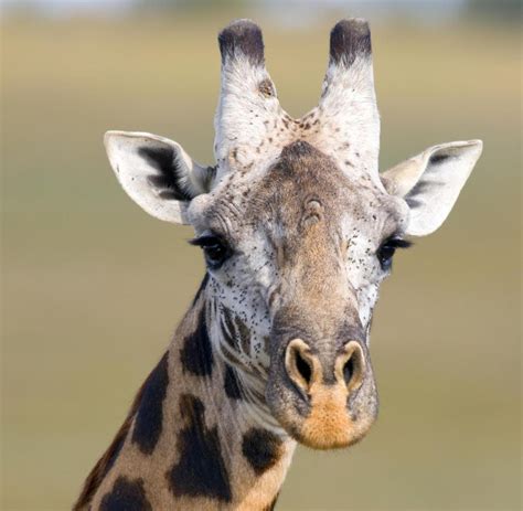 Giraffen Vererben Die Größe Ihrer Flecken Welt