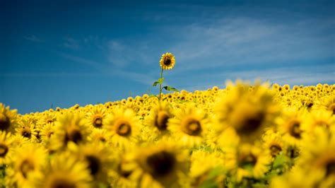 Closeup Photo Of Sunflower Field Under Blue Sky 4k Hd Flowers