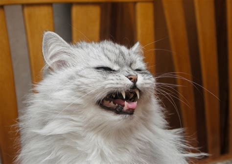 Check out the persian cat breed profile written by gccf cat judge ross davies bringing you the facts on it may come as no surprise that the very earliest ancestors of the today's persian cats originated in persia. Cat Lady Suicide Study: Bad Journalism, Cultural Cliché ...