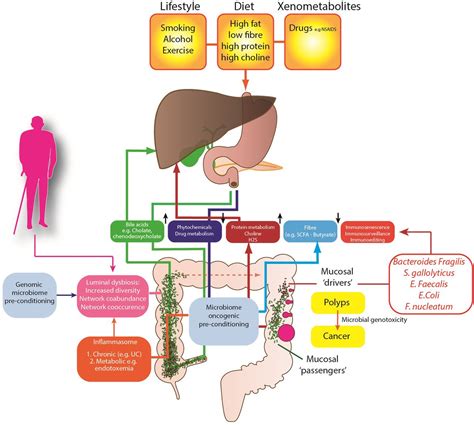 The Gut Microbiota And Host Health A New Clinical Frontier Gut