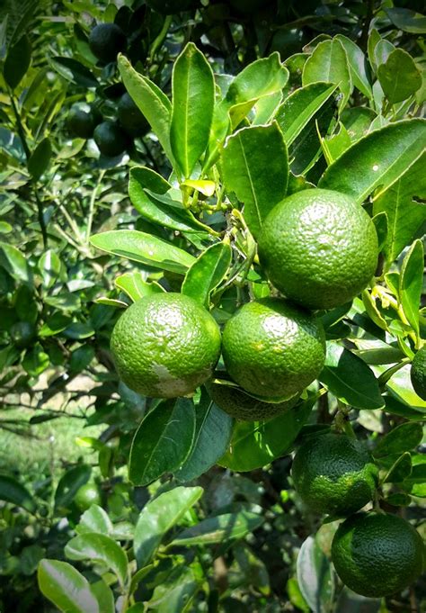 Untuk pengetahuan anda, buah sitrus ini mempunyai pelbagai jenis seperti limau nipis. Hiking & Gardening: Limau Kasturi