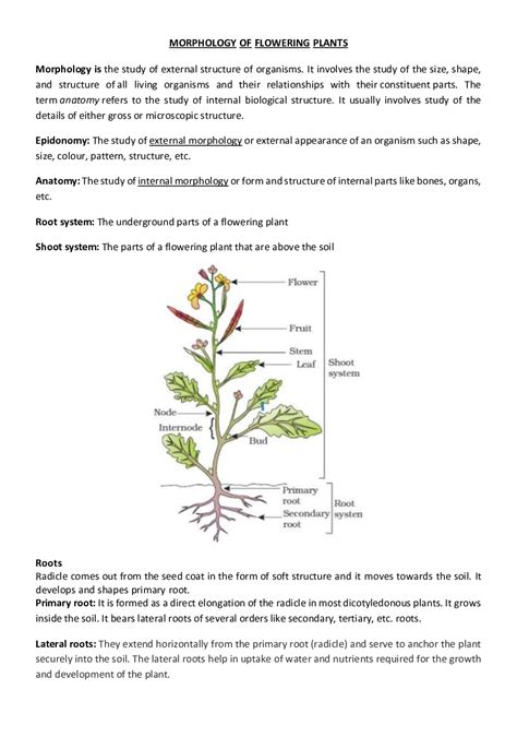 Download Cbse Class 11 Biology Revision Notes For Morphology Of Vrogue