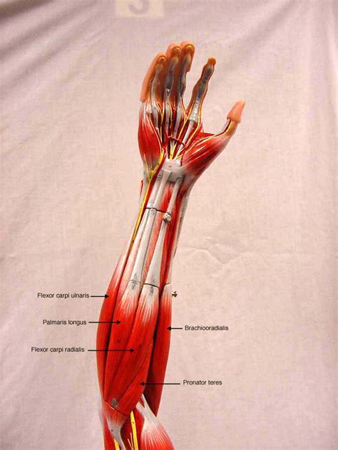 Left Forearm Anatomy