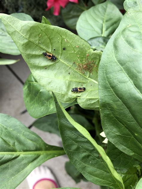 Does Anyone Know What These Bugs On My Bell Pepper Plants Are And What