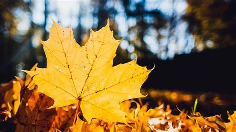 Yellow Maple Leaf Nature Leaves Fall Maple Leaves Hd Wallpaper