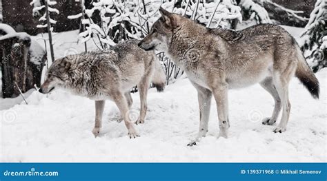 The Wolves Are Male And Female During The Rut Mating Games The Wolf Cares For The She Wolf The