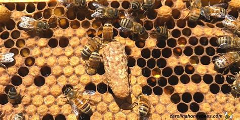 Honey Bee Queen Cells