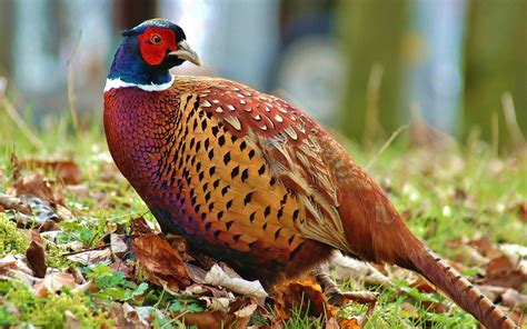 Pheasants Wallpapers Wallpaper Cave