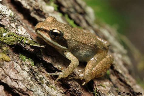Wood Frog Lithobates Sylvaticus
