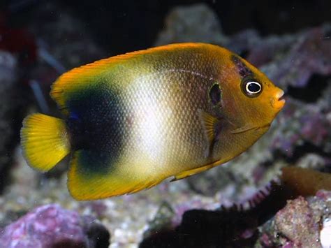 West African Angelfish Holacanthus Africanus Sub Adult West African