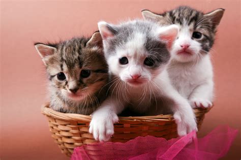 Amazon's choice for japanese kawaii plush. Kawaii Neko: 100 Cute Japanese Cat Names With Their ...