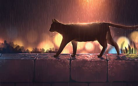 Cat In Rain Rain Cat Animal Anime Hd Wallpaper Peakpx
