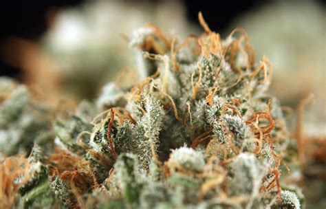 Gorilla Glue Weed Is One Of The Strongest Strains Ever Created