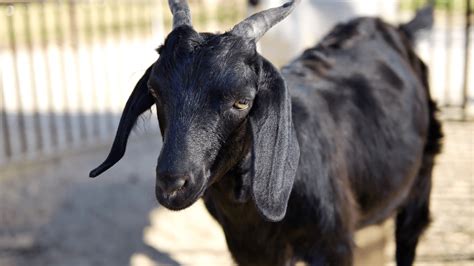 Black Goat Wallpapers Top Free Black Goat Backgrounds Wallpaperaccess