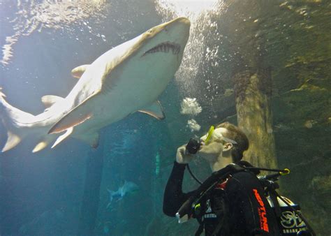 Shark Diving Sydney Aquarium Adrenaline Swim With Sharks Experiences