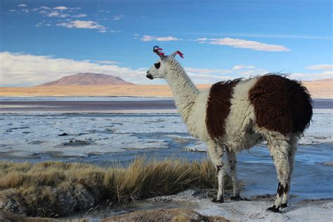 Compare Camel Llama Alpaca Vincuna Guanaco Larger Than Llamas And