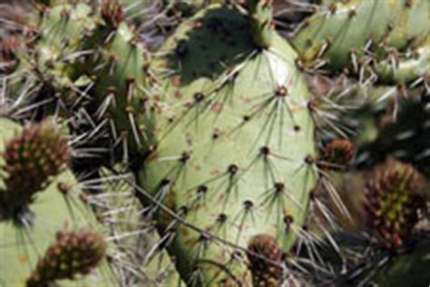 Cacti occur in a wide range of shapes and sizes. Desert | GEOGRAPHY 7 OMEGA
