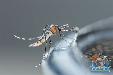 Mosquito Control Toodaloo Pest Control