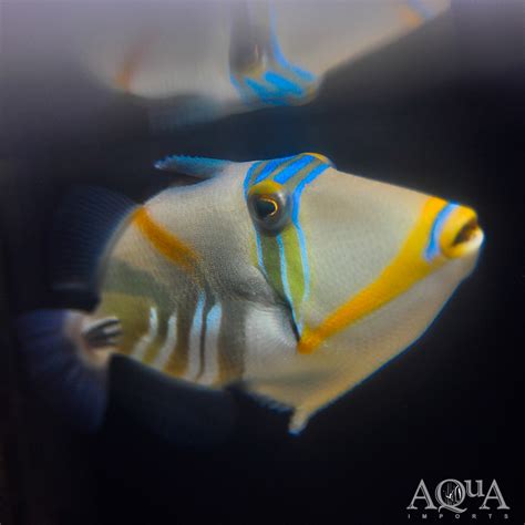 Picasso Triggerfish Rhinecanthus Aculeatus Aqua Imports