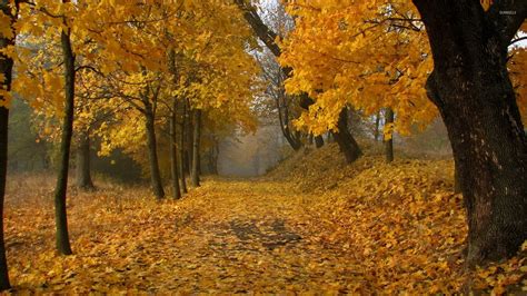 Path Through The Autumn Forest Wallpaper Nature Wallpapers 35455
