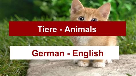 Animals In German Learn How To Say The Most Popular Animals In German
