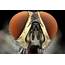 Amazing Insects Up Close Really  Nature Photo Digest