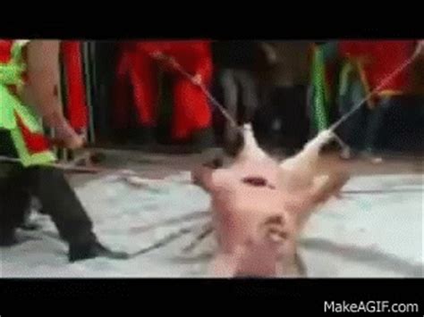 Slice it in half crosswise (you'll end up with two circular, versus oblong pieces). Strong video: Pig cut in half while alive in a strange ...