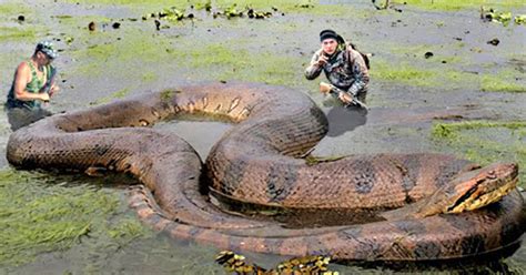 10 Biggest Snakes In The World Ever Discovered By Humans Theinfotimes