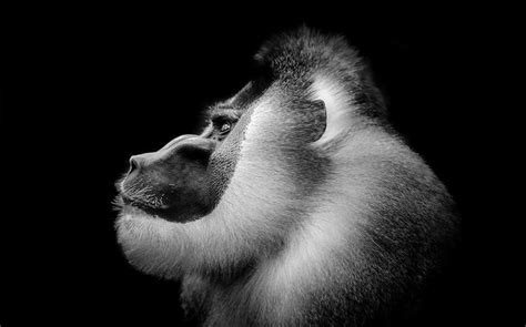 Animal Portraits In Black And White Animals Photo Contest