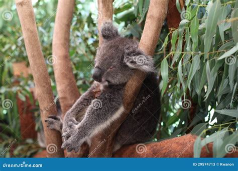 Tired Sleeping Koala Stock Image Image Of Herbivore 29574713