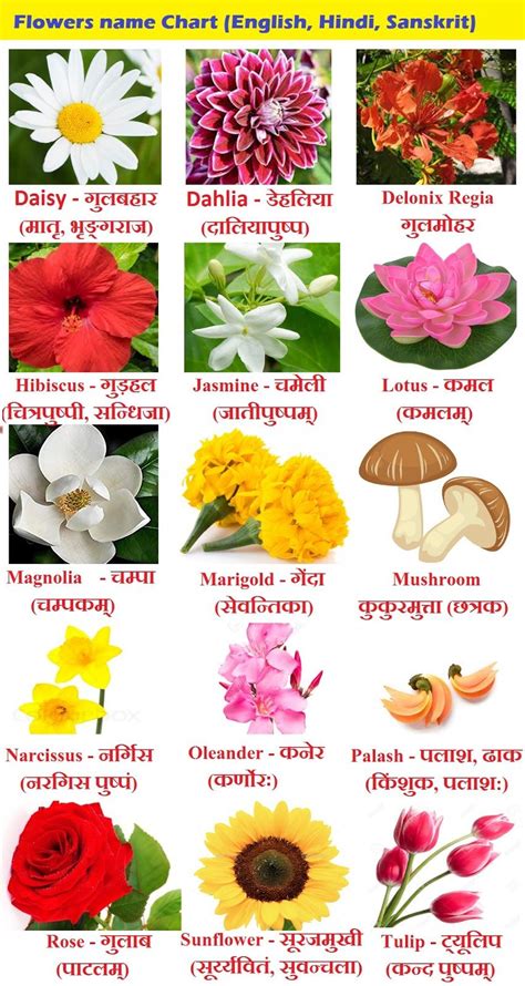 Flowers Name Chart In Hindi Sanskrit And English Flowers Name
