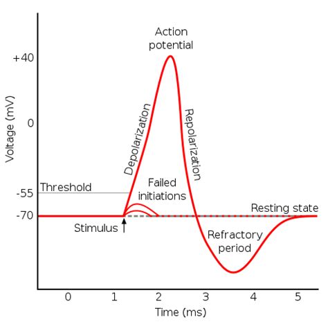 However, most beginners have difficulties finding the best cryptocurrency to invest in 2021. Action Potential - The Resting Membrane Potential ...