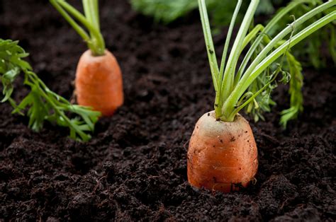 Top 10 Most Nutritious Vegetables