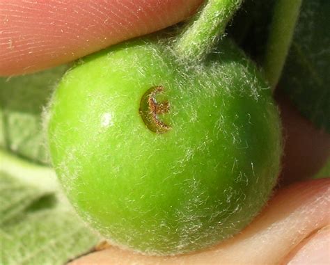 Diminished curculio injuries to the apple by 69 per cent , which is the. Insect Pests - Cooperative Extension: Tree Fruits ...