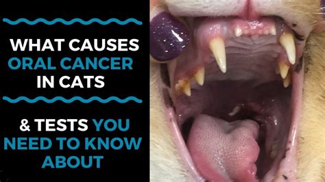 What Causes Oral Cancer In Cats And What Tests You Need To Know About