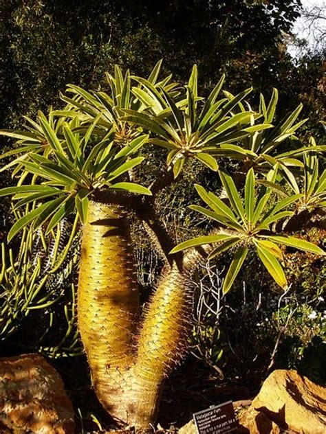 Pachypodium Lamerei Madagascar Palm Stunning Succulent Etsy