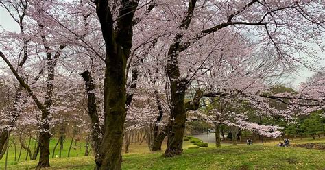 Yoyogi Park Cherry Blossom Best Place For Hanami